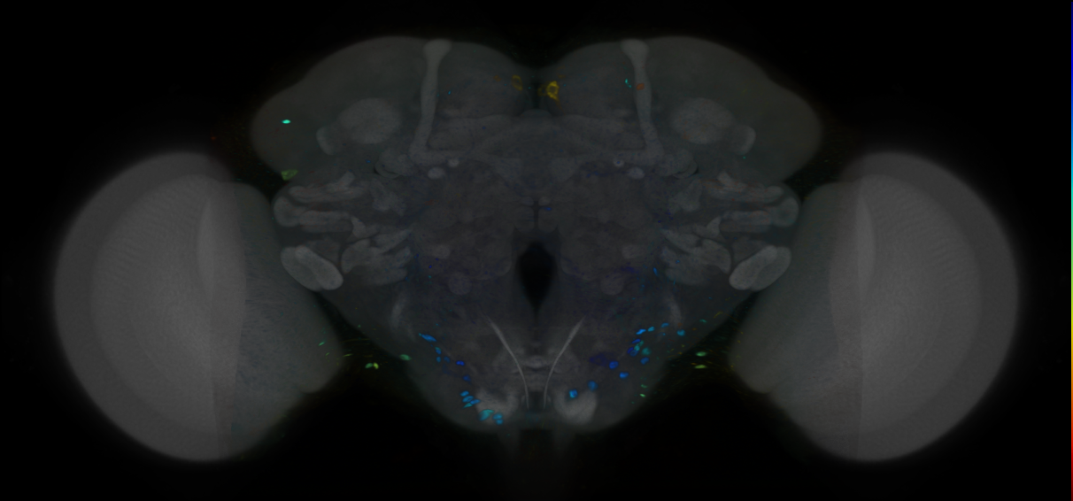 P{VT945397-GAL4} expression pattern