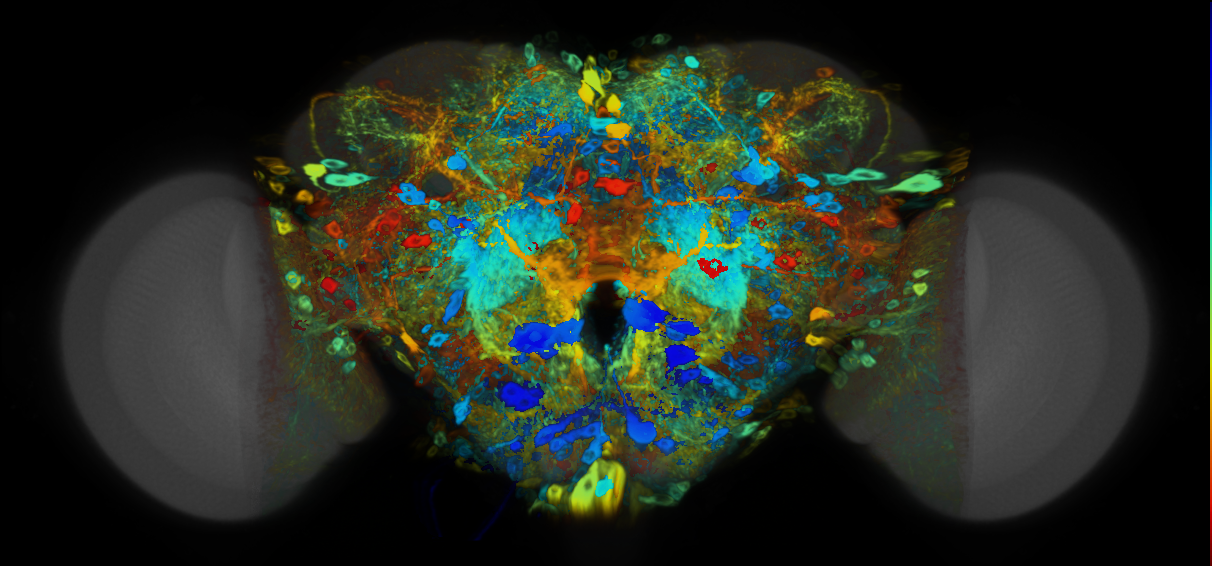 P{VT964191-GAL4} expression pattern