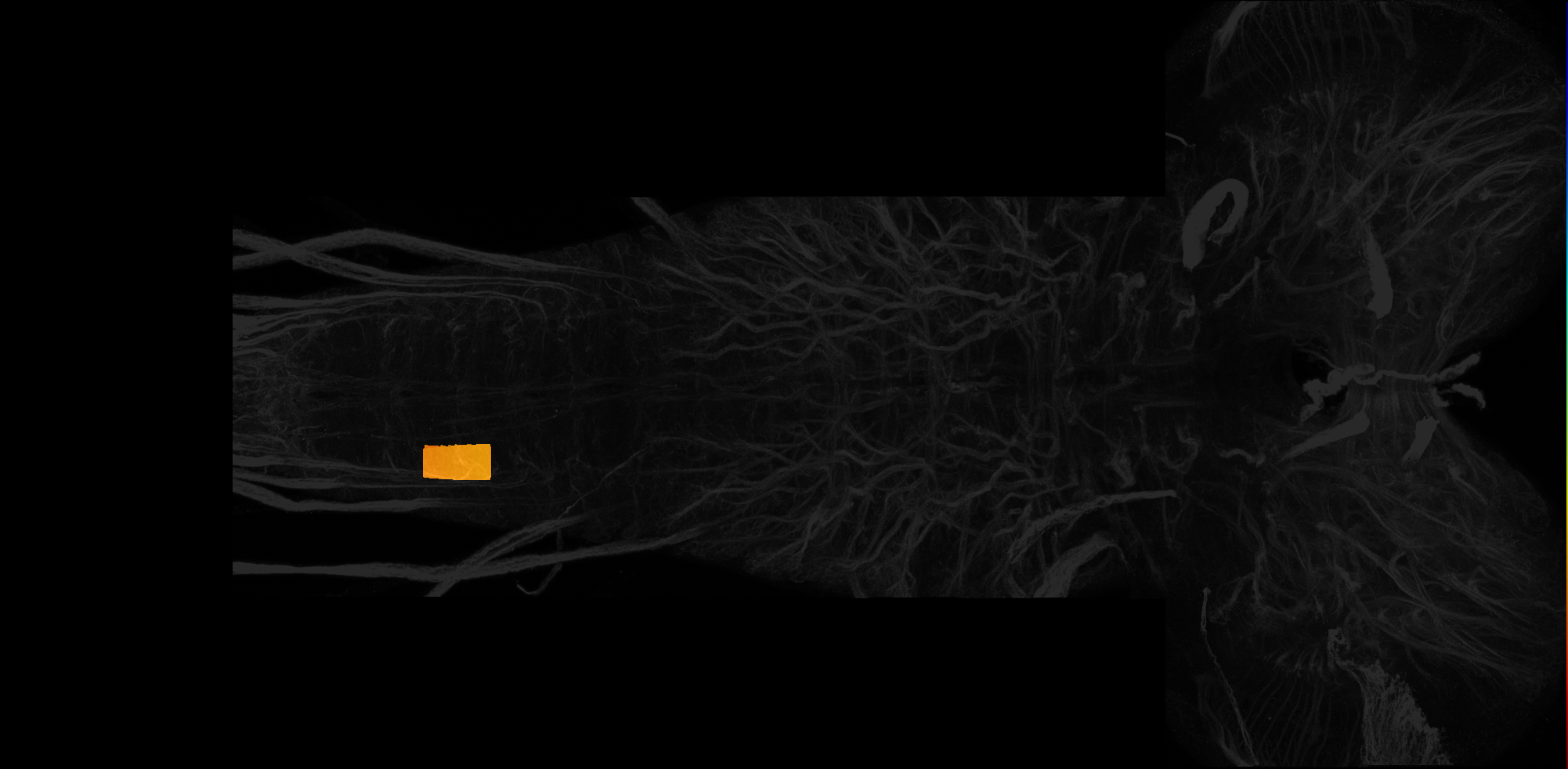 right centrolateral neuropil of A6 on L3 CNS template, Wood2018