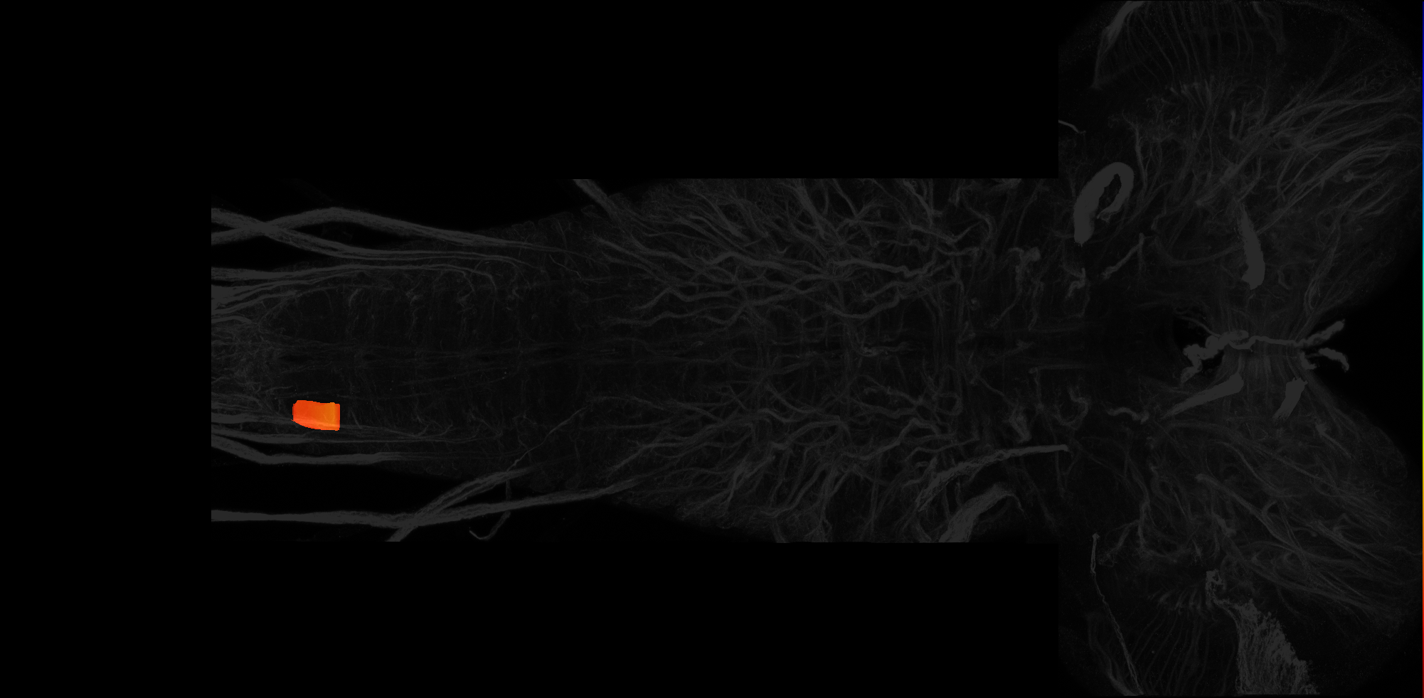 right centrolateral neuropil of A8 on L3 CNS template, Wood2018