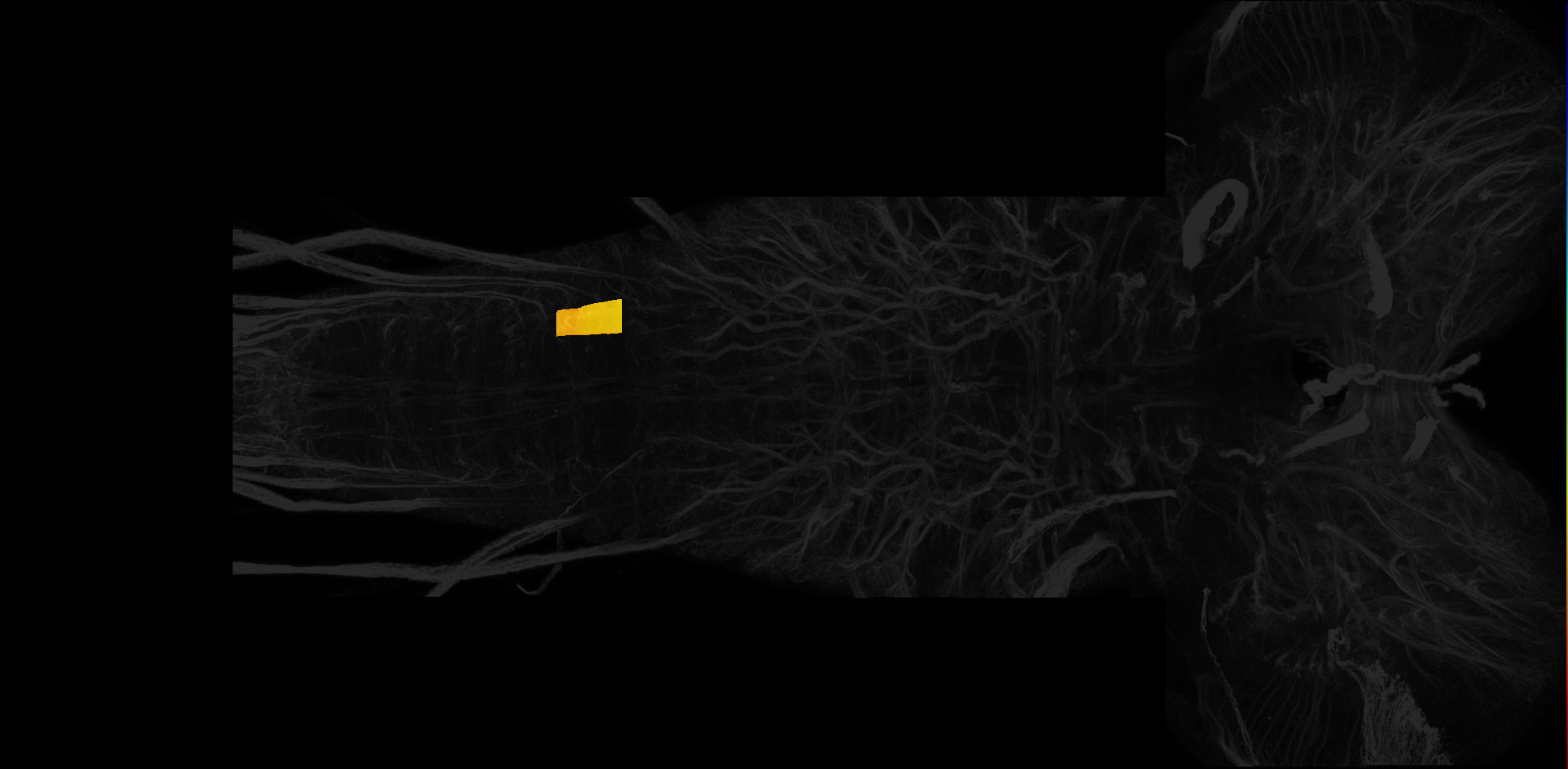left centrolateral neuropil of A4 on L3 CNS template, Wood2018