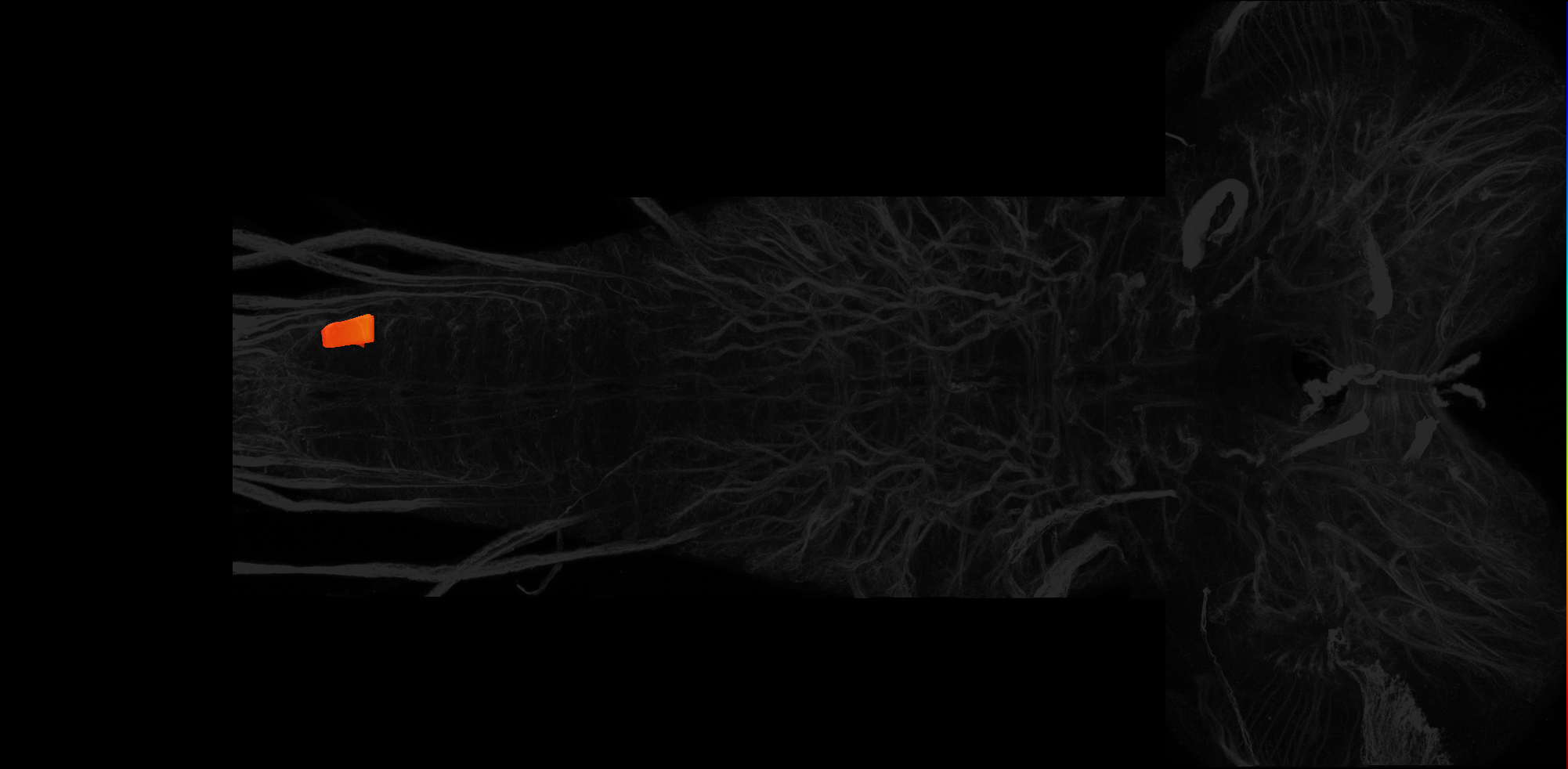 left centrolateral neuropil of A8 on L3 CNS template, Wood2018