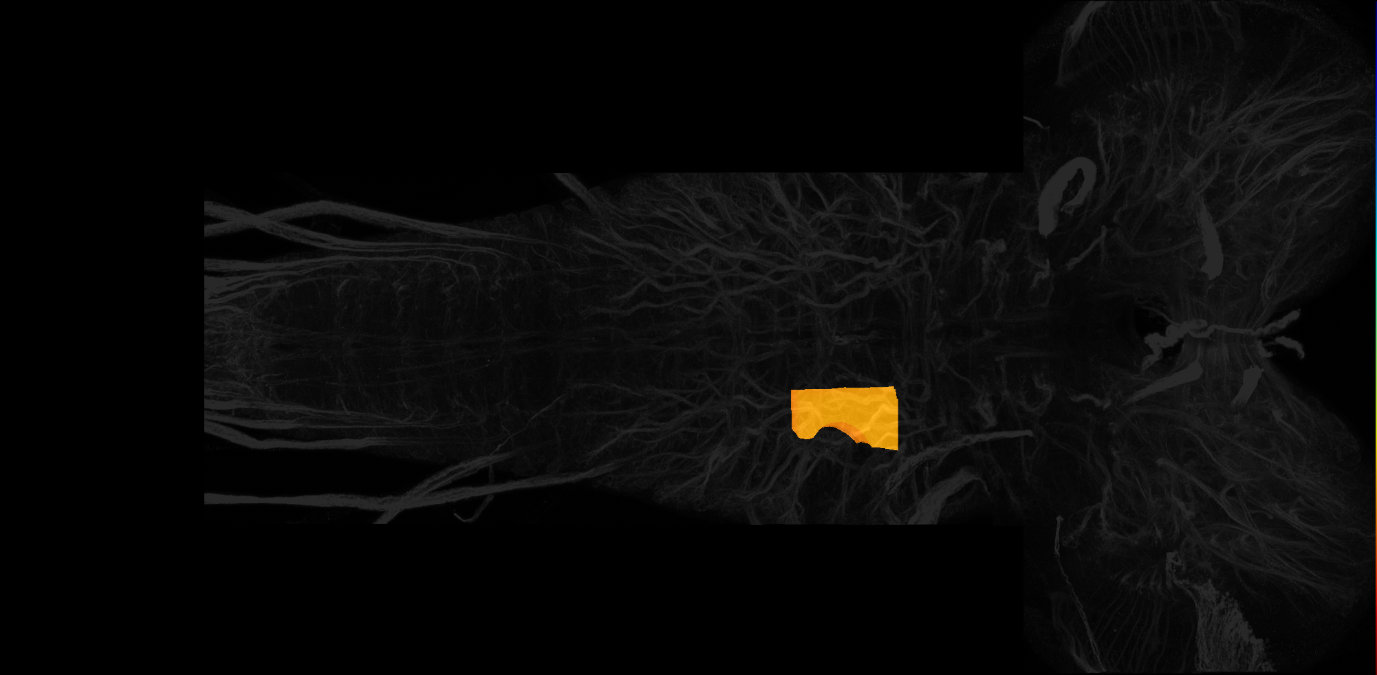 right ventrolateral neuropil of T2 on L3 CNS template, Wood2018