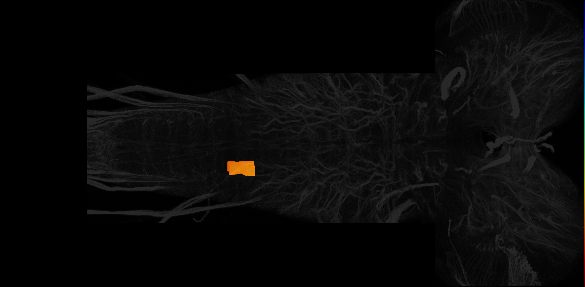 right ventrolateral neuropil of A3 on L3 CNS template, Wood2018