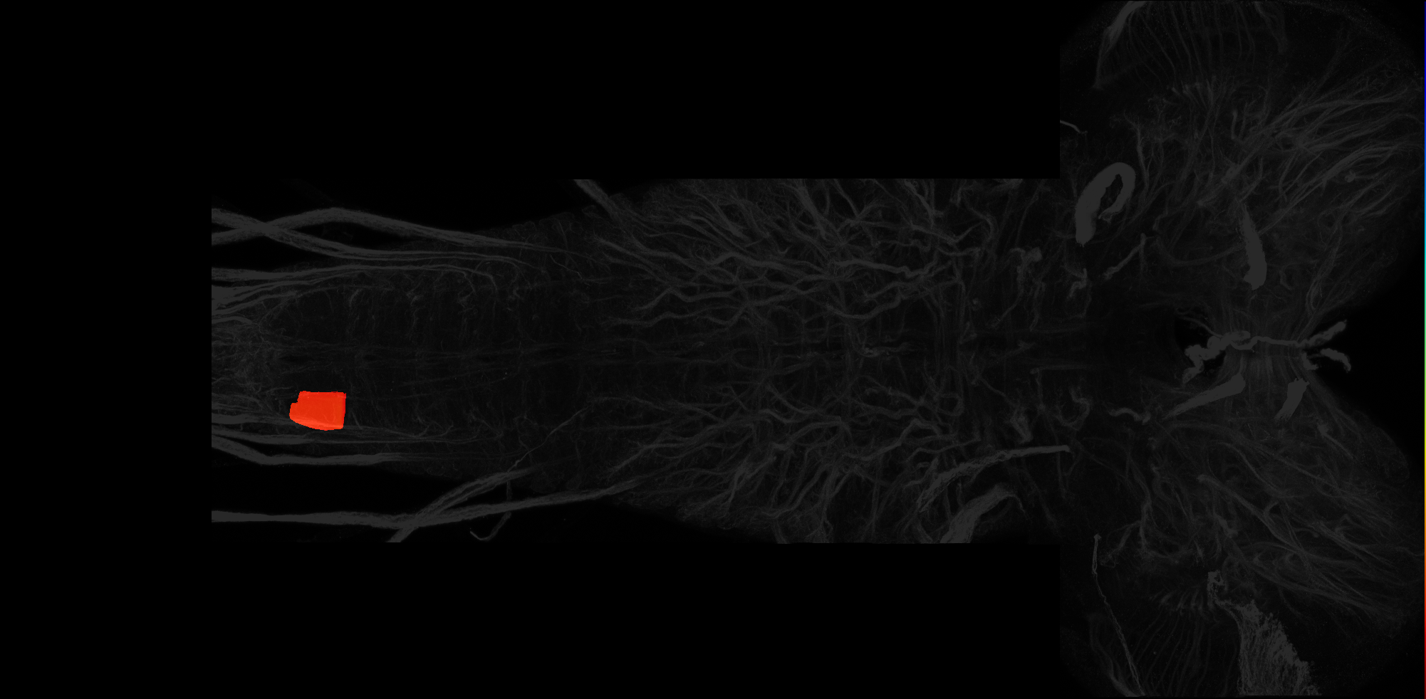 right ventrolateral neuropil of A8 on L3 CNS template, Wood2018