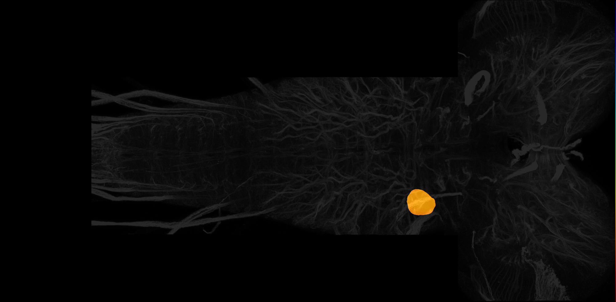 ventral nerve cord synaptic neuropil subdomain