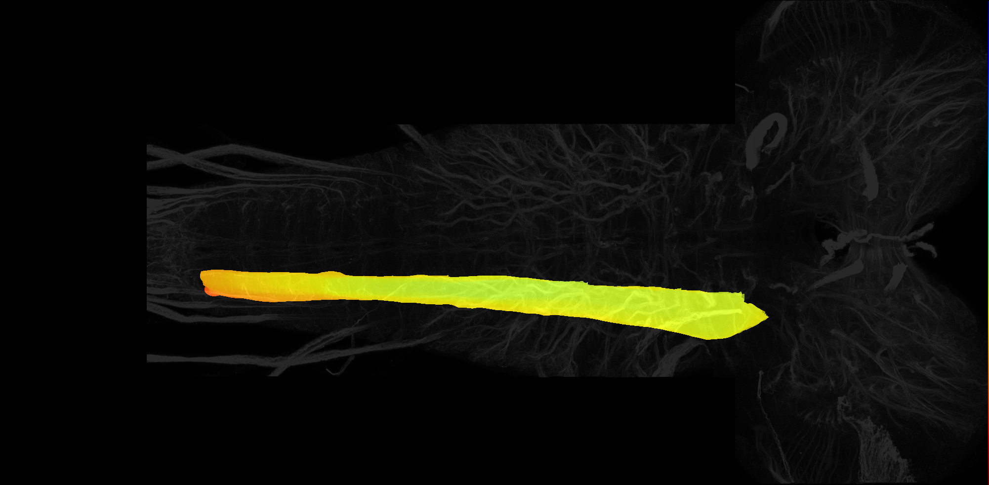 dorsolateral domain of larval central nervous system