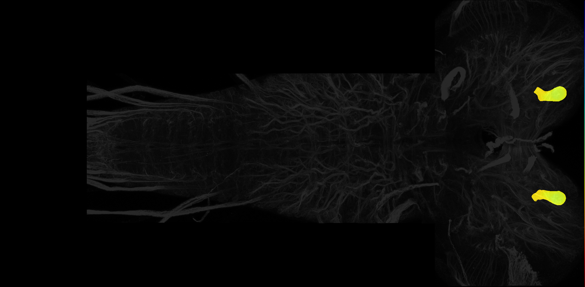 vertical lobe of mushroom body on L3 CNS template, Wood2018