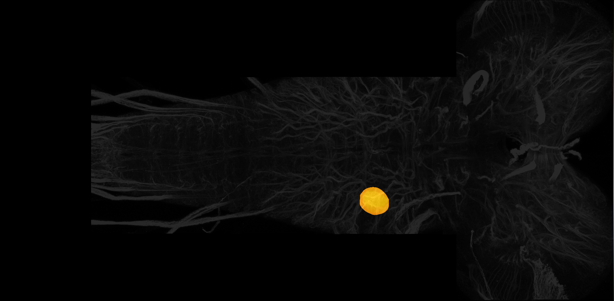 ventral nerve cord synaptic neuropil subdomain