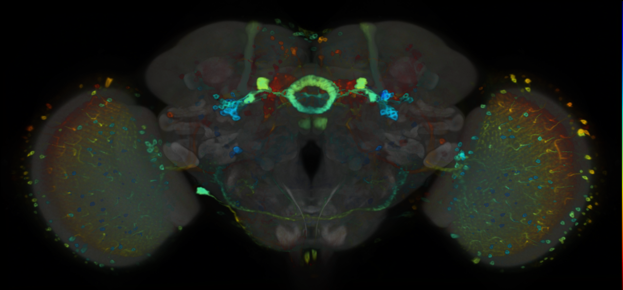 P{VT000353-GAL4} expression pattern