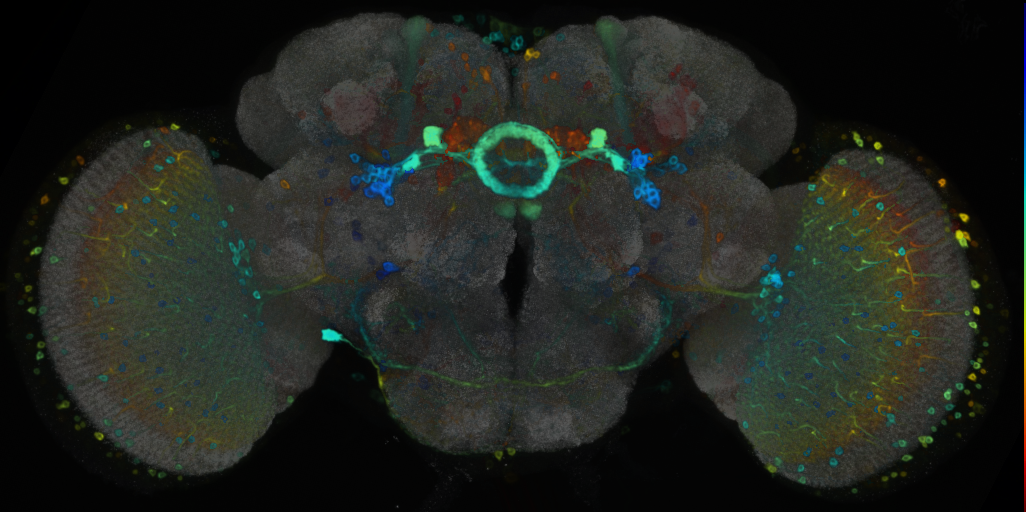 P{VT000353-GAL4} expression pattern