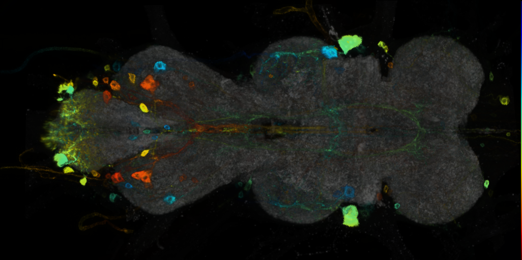 P{VT000353-GAL4} expression pattern