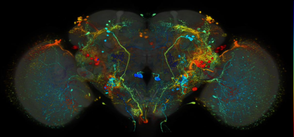 P{VT000688-GAL4} expression pattern