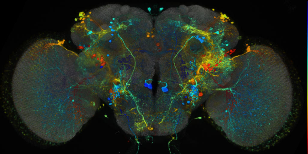 P{VT000688-GAL4} expression pattern