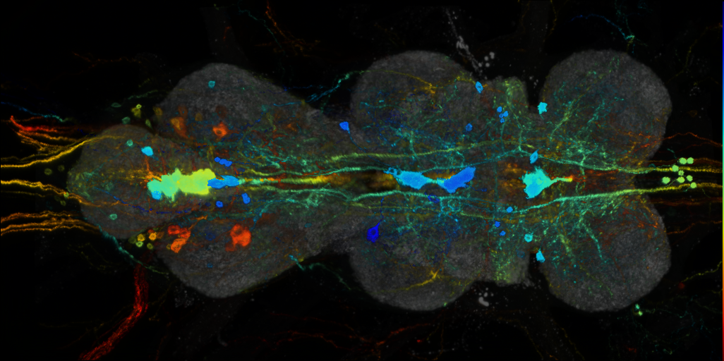 P{VT000688-GAL4} expression pattern
