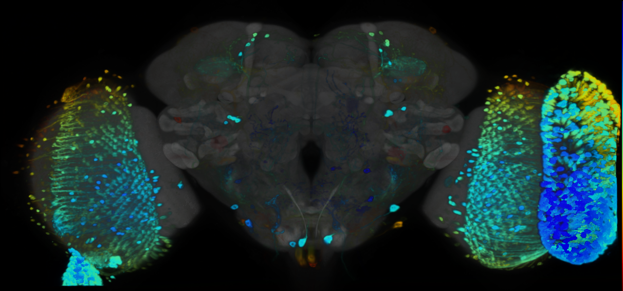 P{VT002012-GAL4} expression pattern