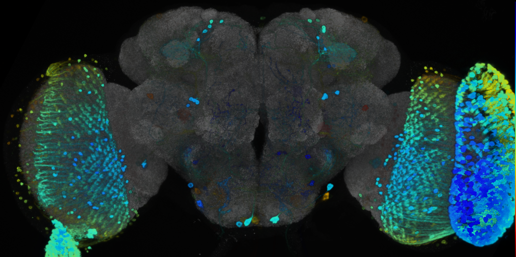 P{VT002012-GAL4} expression pattern