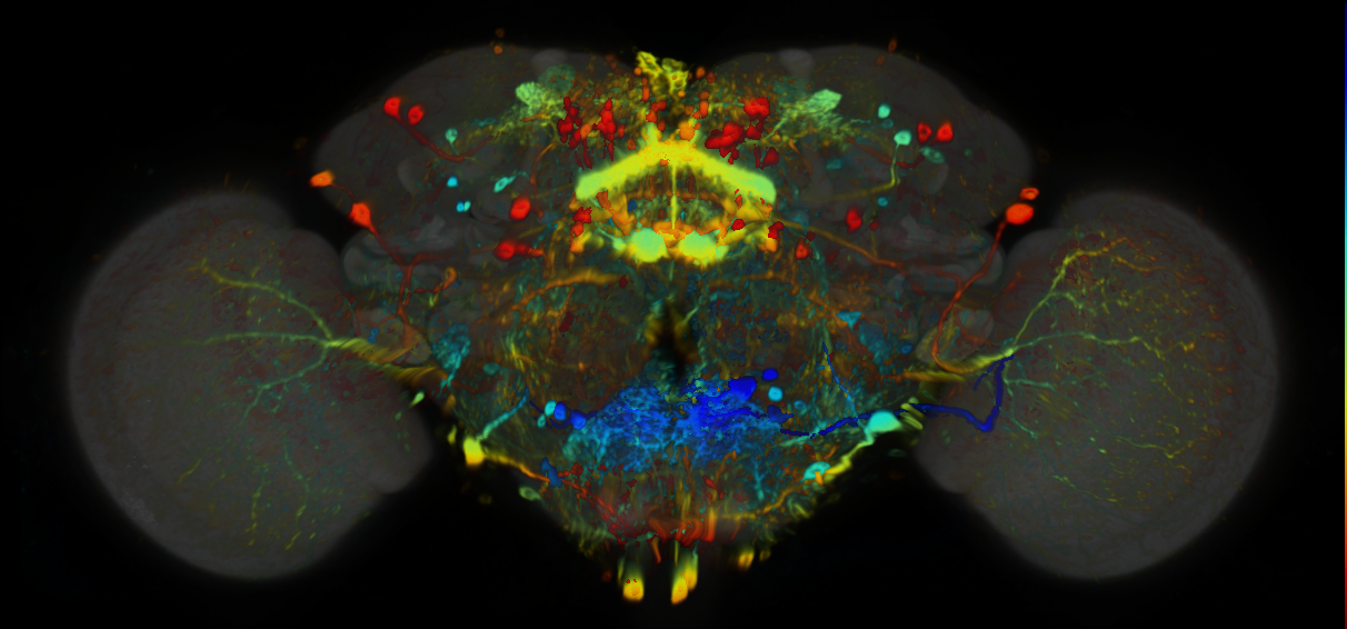 P{VT002057-GAL4} expression pattern