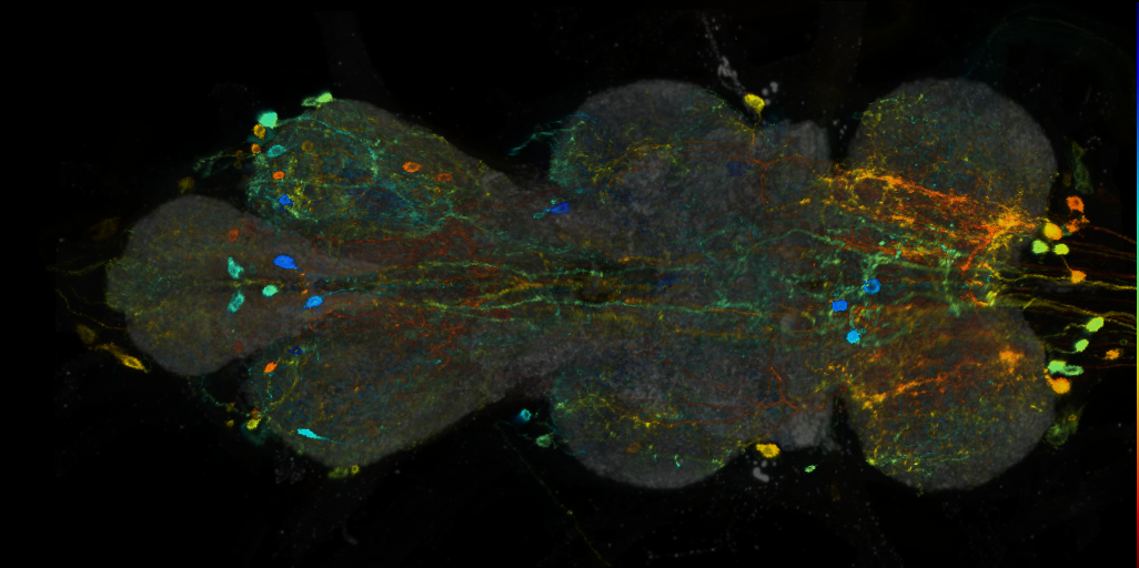 P{VT002057-GAL4} expression pattern
