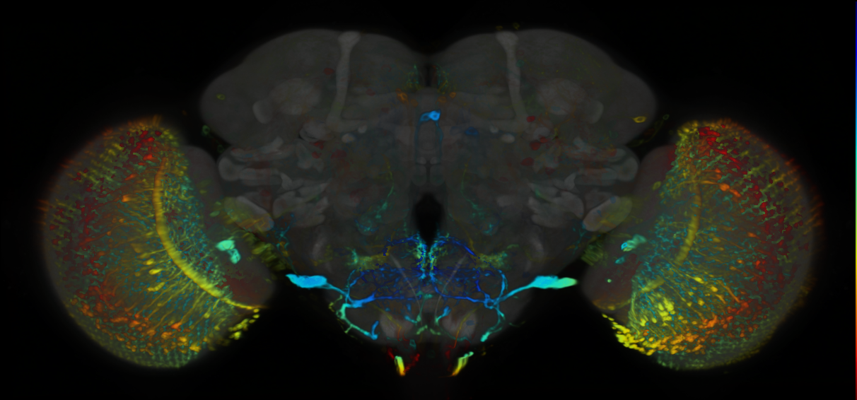 P{VT002213-GAL4} expression pattern