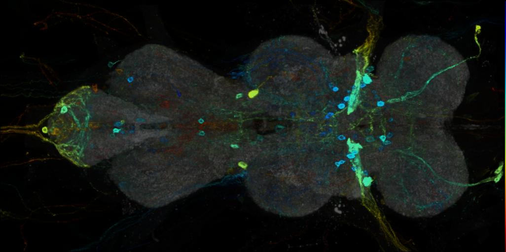 P{VT002213-GAL4} expression pattern