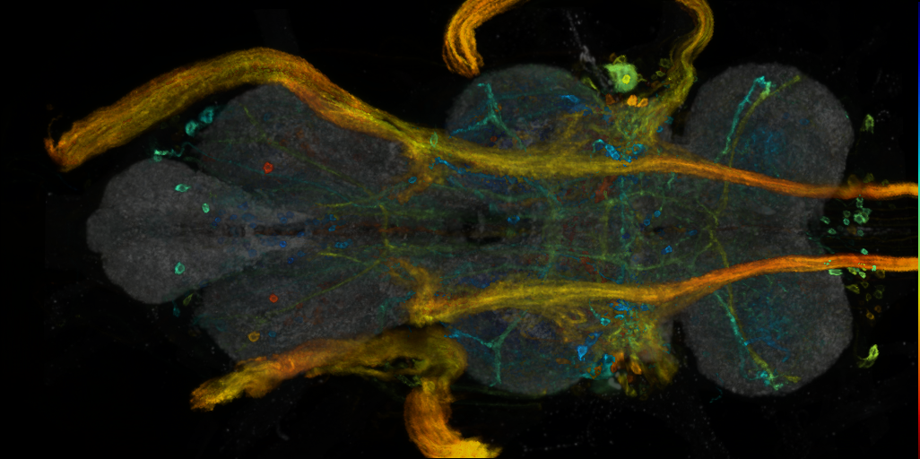 P{VT002226-GAL4} expression pattern