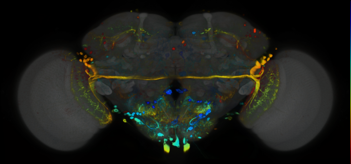 P{VT002408-GAL4} expression pattern