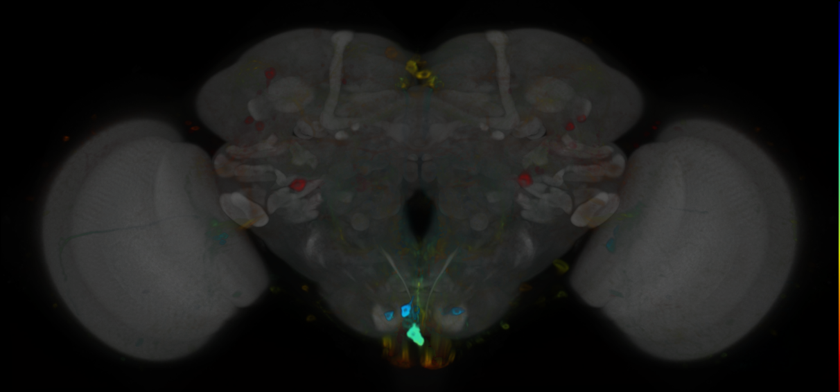 P{VT002471-GAL4} expression pattern