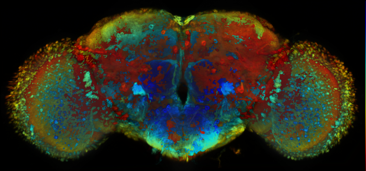 P{VT002860-GAL4} expression pattern