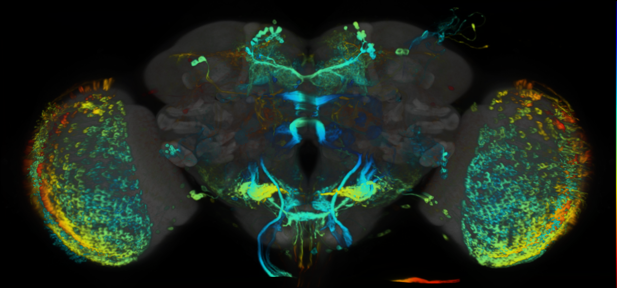 P{VT003155-GAL4} expression pattern