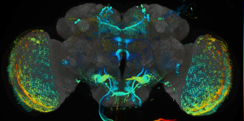 P{VT003155-GAL4} expression pattern