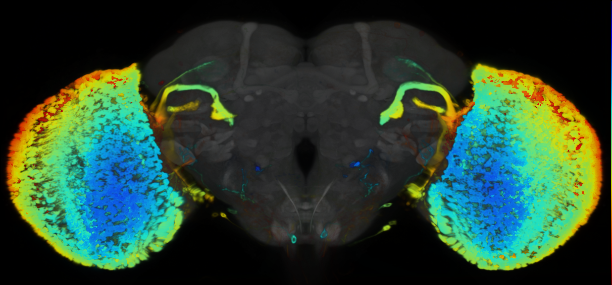 P{VT003232-GAL4} expression pattern