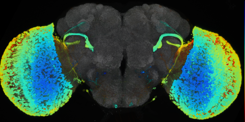 P{VT003232-GAL4} expression pattern