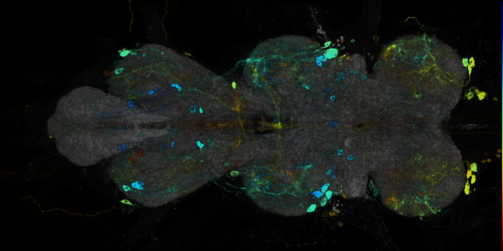 P{VT003232-GAL4} expression pattern