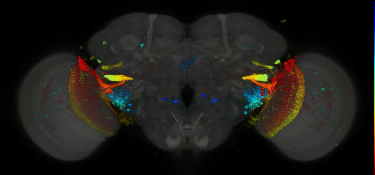 P{VT003275-GAL4} expression pattern