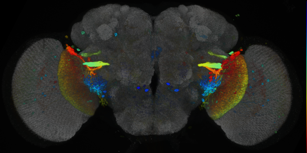 P{VT003275-GAL4} expression pattern