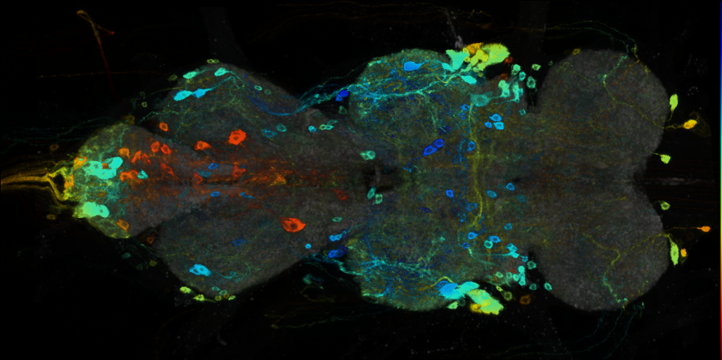 P{VT003275-GAL4} expression pattern