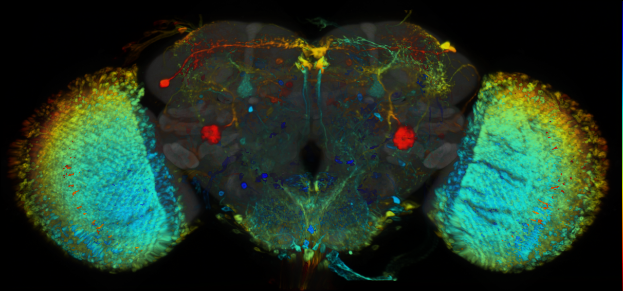 P{VT004320-GAL4} expression pattern