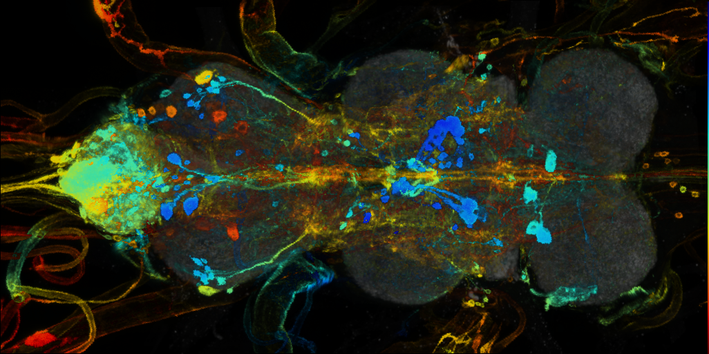 P{VT004320-GAL4} expression pattern