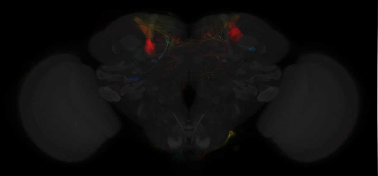JRC_MB099C Split-GAL4 in the adult brain