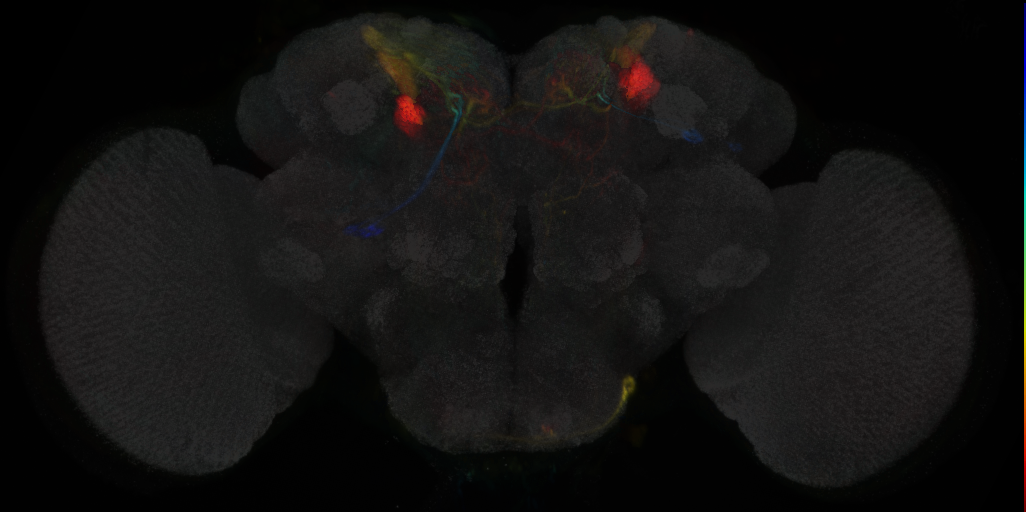 JRC_MB099C Split-GAL4 in the adult brain