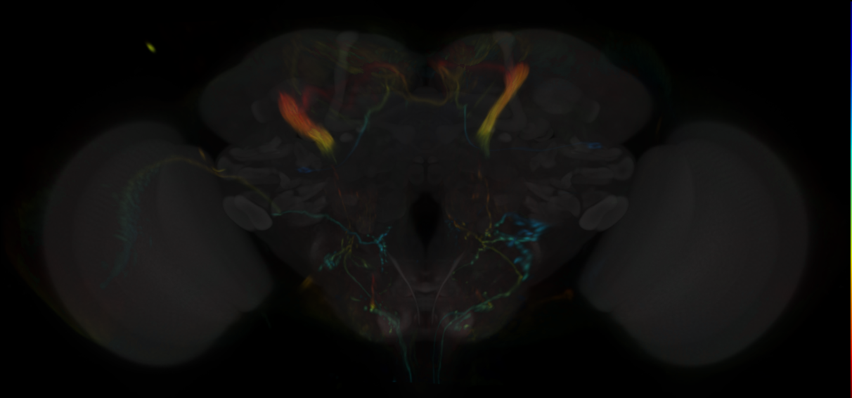 JRC_MB320C Split-GAL4 in the adult brain