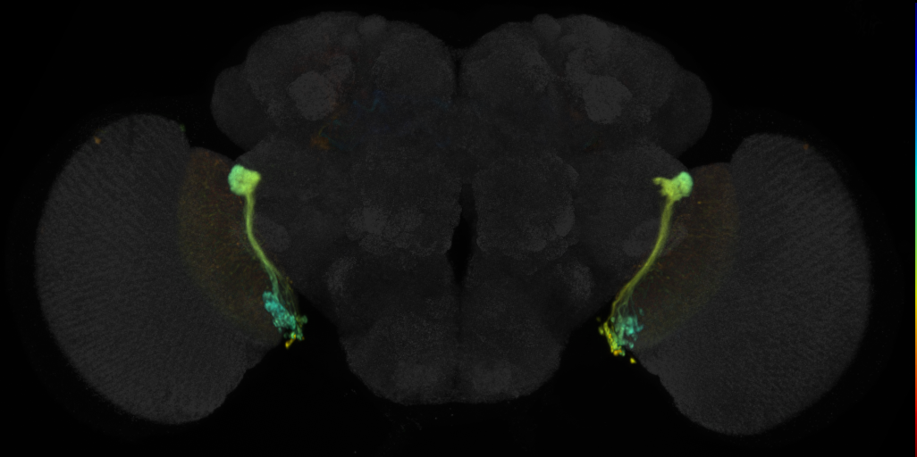 JRC_OL0003B Split-GAL4 in the adult brain