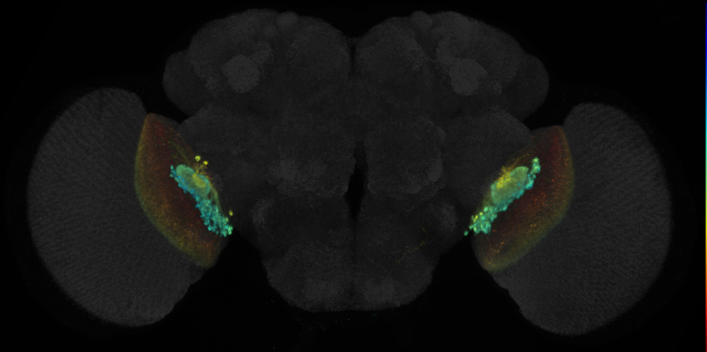 JRC_OL0005B Split-GAL4 in the adult brain