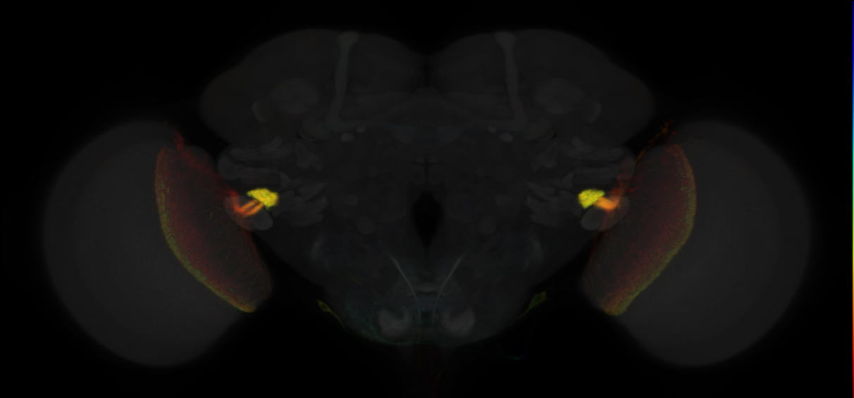 JRC_OL0010B Split-GAL4 in the adult brain
