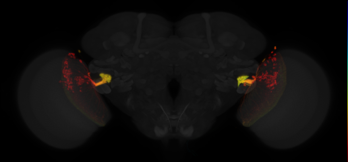 JRC_OL0010B Split-GAL4 in the adult brain