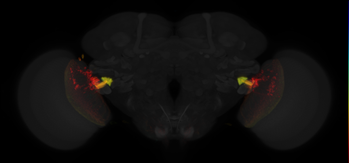 JRC_OL0011B Split-GAL4 in the adult brain