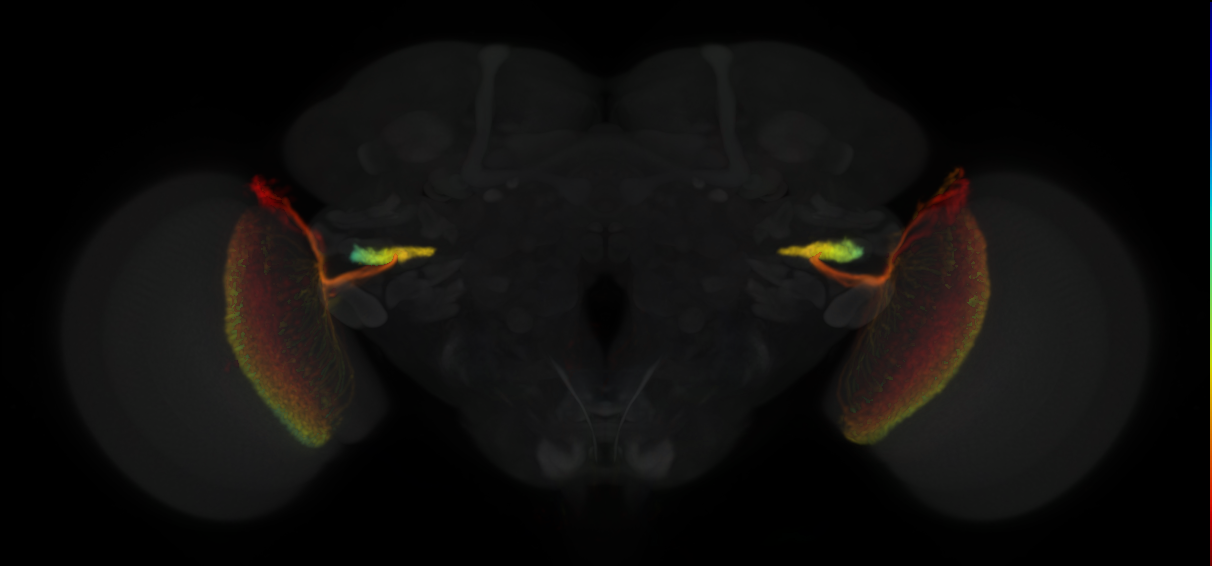 JRC_OL0015B Split-GAL4 in the adult brain