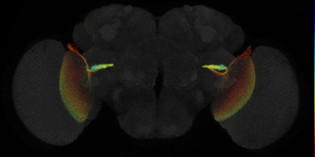JRC_OL0015B Split-GAL4 in the adult brain