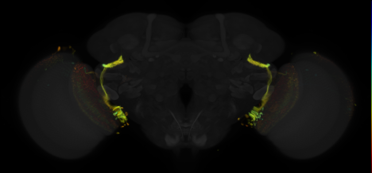 JRC_OL0017B Split-GAL4 in the adult brain
